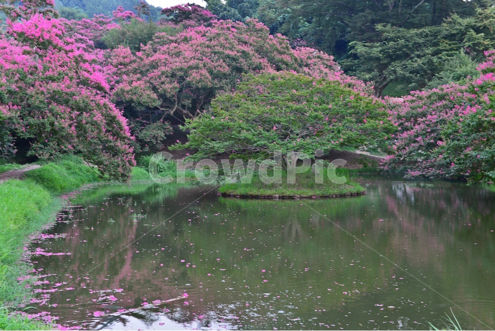 담양,명옥헌,명옥헌원림,문화재,명옥헌배롱나무,배롱나무,배롱나무꽃,낙화유수,꽃잎,연못,반영,만개,outdoors,옥외,water,물,nature,자연