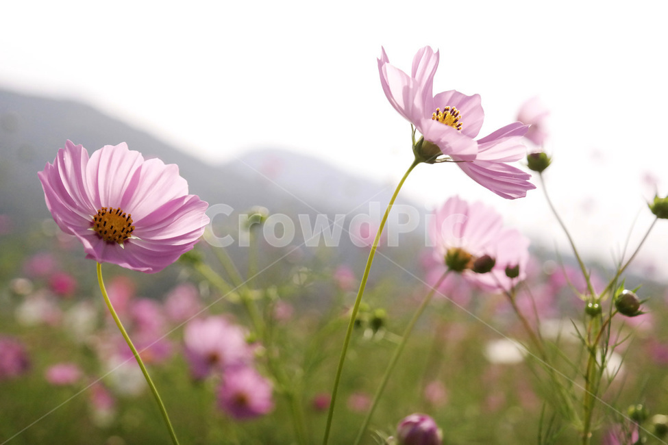코스모스,가을,flower,cosmos,꽃잎,petal,autumn,식물,자연,season,plants,nature,경치,야외,blossom,식물,자연,plants,nature,꽃,flower