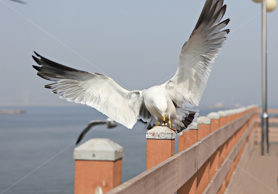 갈매기,새,조류,자연,풍경,배경,동물,animal,조류,새,birds