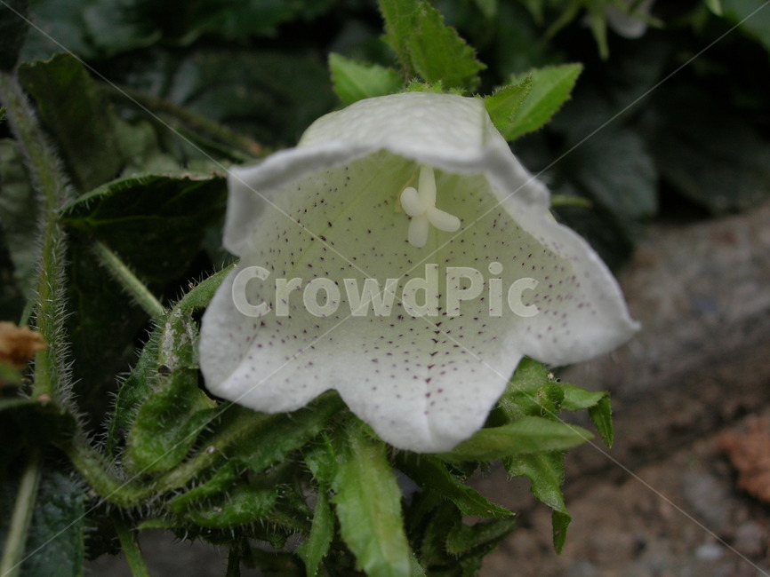 plant,식물,blossom,flower,꽃,하얀