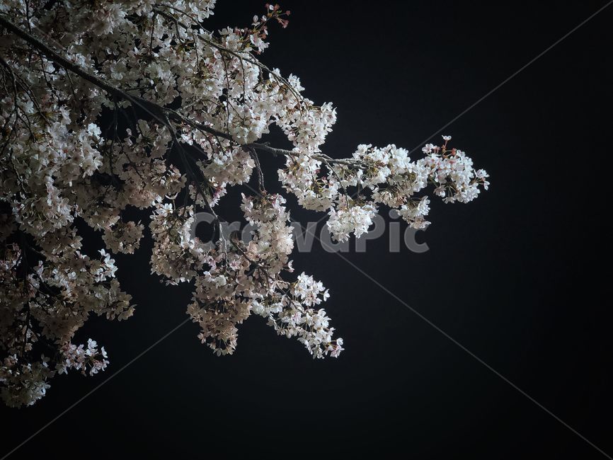 나무,nature,outdoors,옥외,feeling,벚꽃,봄,밤하늘,plant,식물