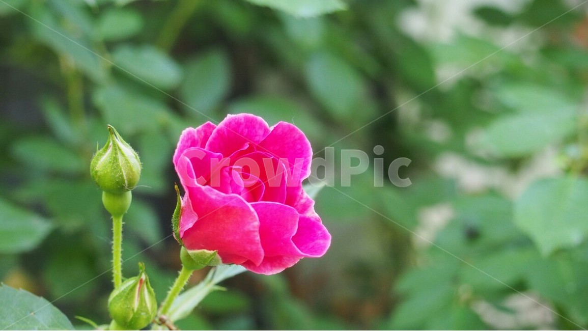 장미,빨간장미,한송이장미,꽃의여왕,한송이,열정,식물,자연,plants,nature,꽃,flower