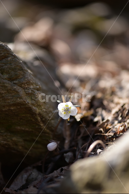 수리산,꽃,변산바람꽃,식물,flower