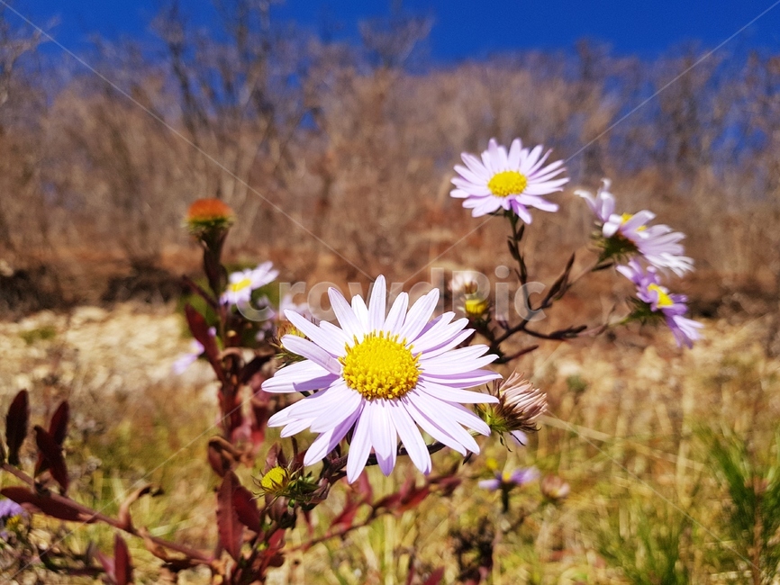 식물,꽃,들꽃,플라워,보라,flower,식물,자연,plants,nature,꽃,flower