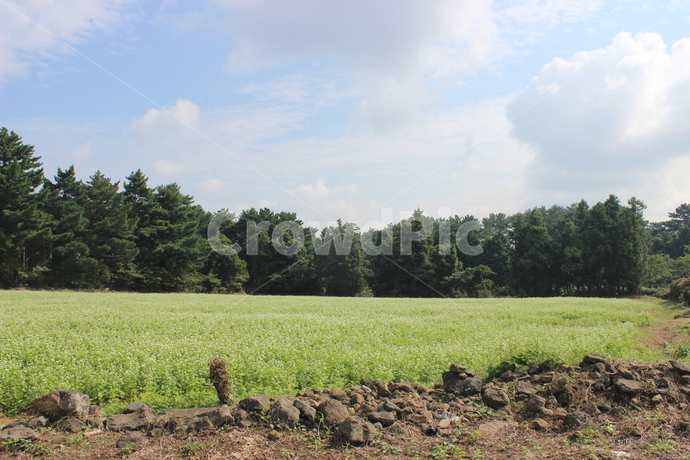 자연,nature,바닥,field,들,옥외,outdoors,산,나무,tree,제주,jeju,자연,풍경,nature,landscape,ground