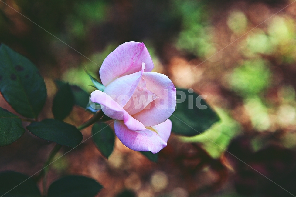 장미,장미꽃,꽃,꽃잎,가을,식물,자연,공원,식물,자연,plants,nature,꽃,flower