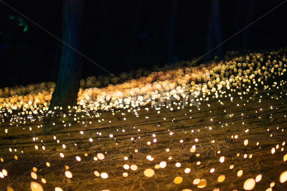 빛,빛축제,보케,야경,풍경,밤,야경,밤,풍경,nightscape,night,landscape
