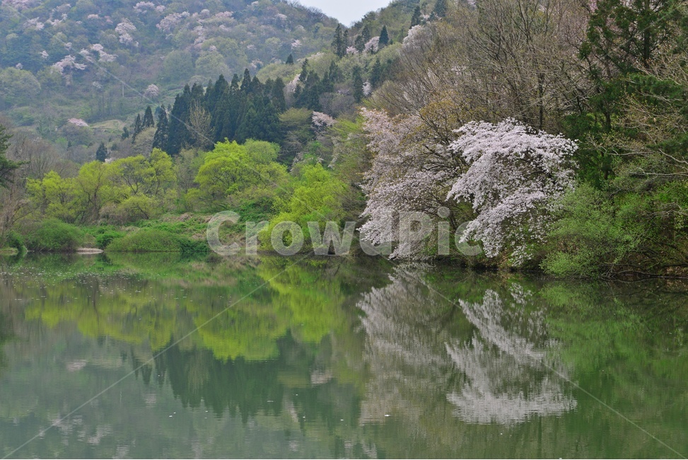 tree,나무,plant,식물,nature,자연,outdoors,옥외,전나무,water,물,화순,세량지,세량제,저수지,세량지봄,벚꽃,산벚꽃,봄,계절,반영,자연,풍경,nature,landscape
