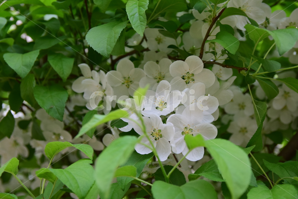 꽃,힌색,꽃잎,초록,꽃술,녹색,나무,화이트,힌꽃,5잎,플라워,flower,nature,plants,식물,자연,green,white,싱그러운,하얀,잎