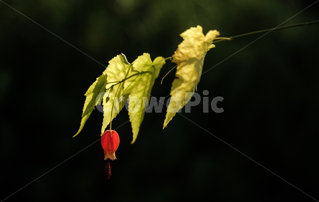 봄,봄꽃,계절,감성,식물,화초,자연,식물,자연,plants,nature,꽃,flower