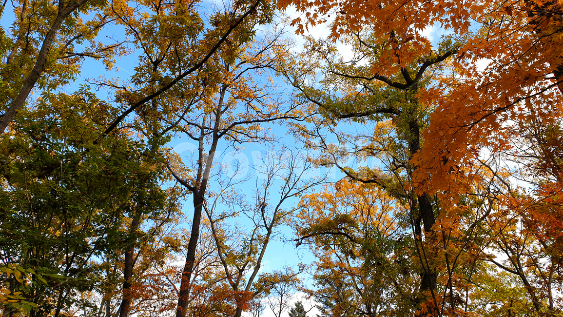 가을,단풍,단풍잎,은행,은행잎,나무,나무줄기,잎,식물,tree,plant,treetrunk,leaf,하늘,sky,autumn,가을,계절,fall,autumn,season,tree trunk,나무 줄기
