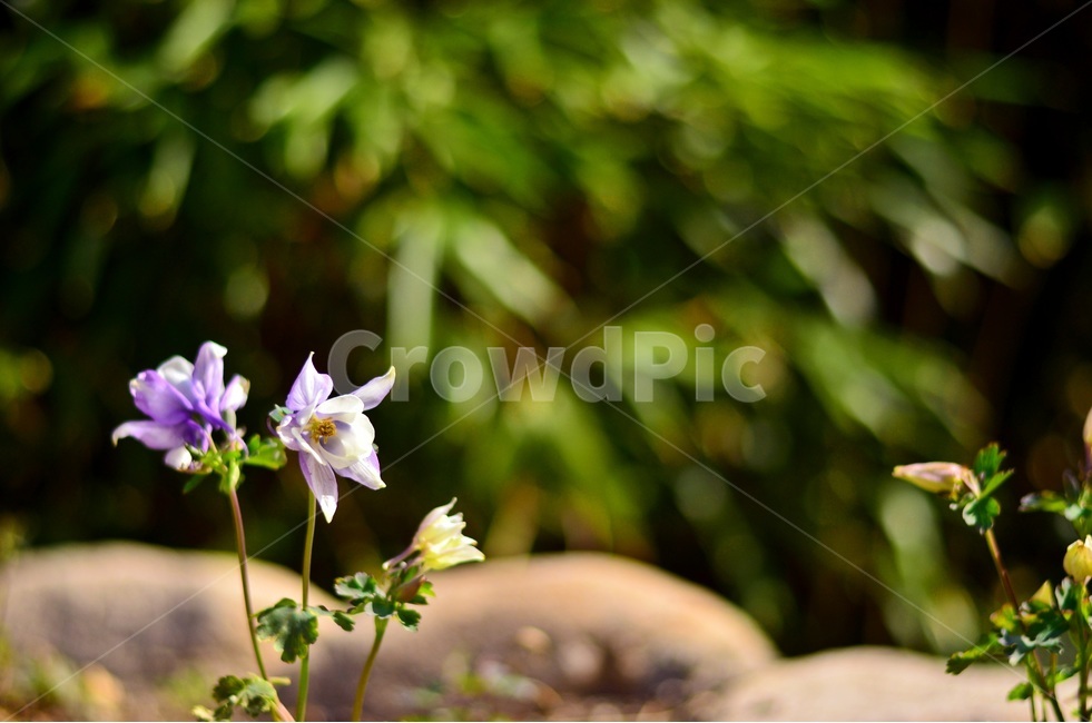 봄,꽃,식물,자연,아웃포커싱,대나무,정원,화단,봄,계절,spring,season,식물,자연,plants,nature,꽃,flower,plant,geranium,제라늄,blossom