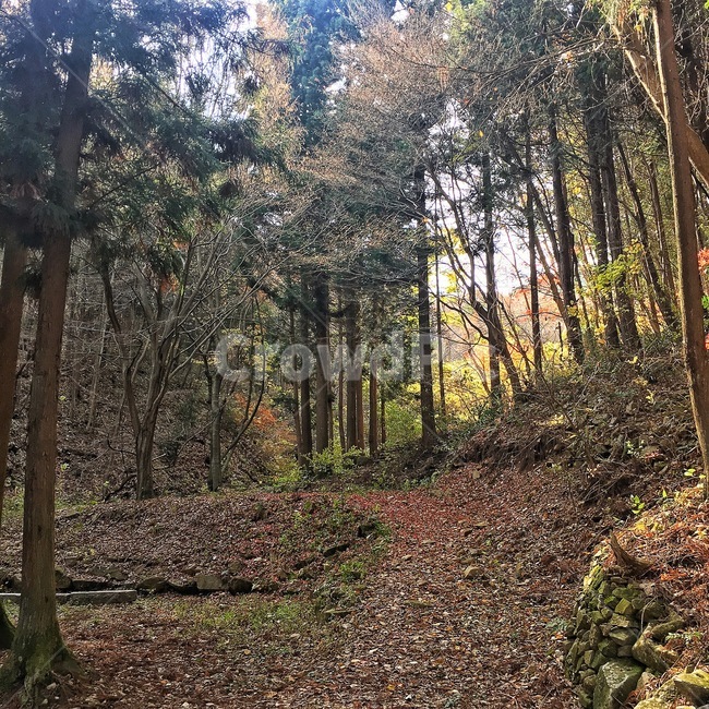 가을,나무,힐링,휴가,휴식,그늘,낙엽,산,산행,산책,피톤치드