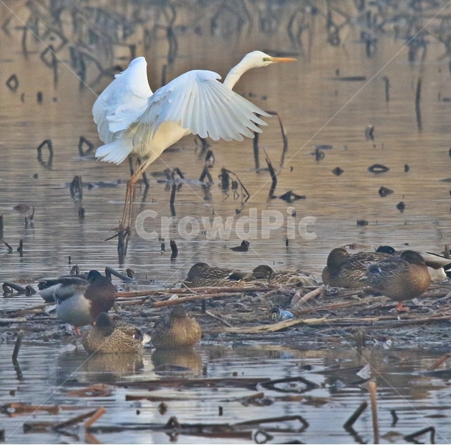 고니,새,백조,bird,동물,동물,animal,조류,새,birds