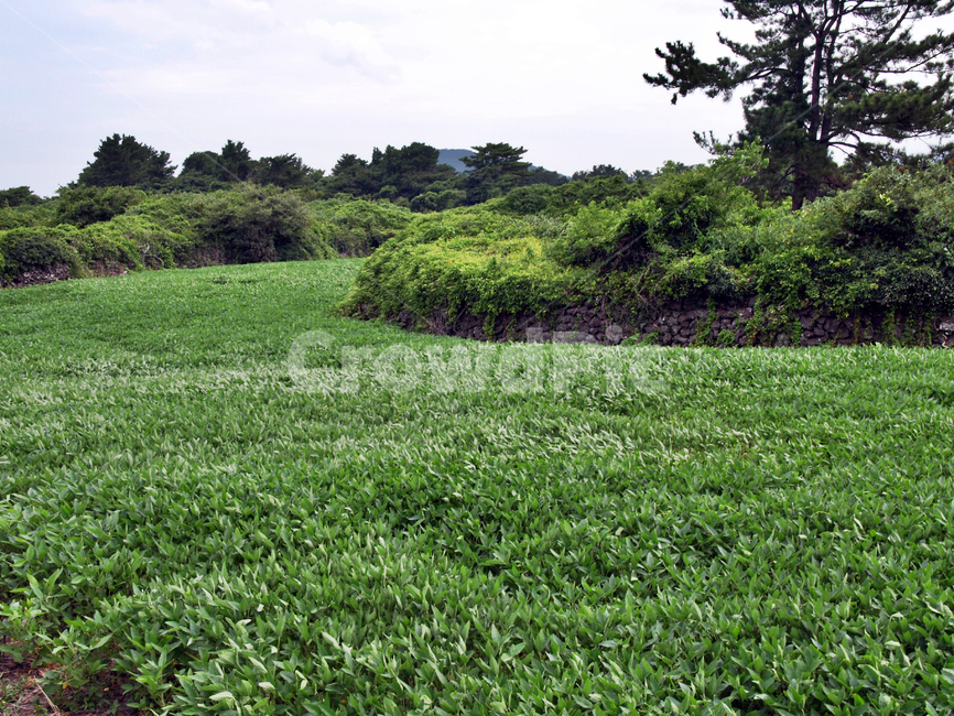 오시록헌농로,밭,농작물,제주,올레14코스,올레길,자연,풍경,nature,landscape,field,들,outdoors,옥외,grassland,목초지,rural,농촌,farm,농장,grass,잔디,plant,식물