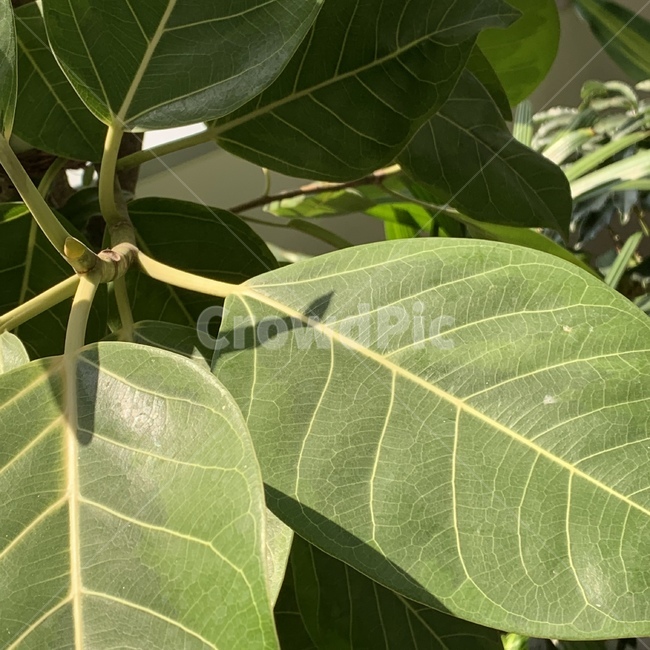 나뭇잎,초록,초록색,빛,이파리,식물,자연,plants,nature