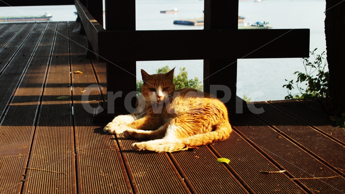 고양이,나른한,따스한,산책,맑음,동물,animal,포유류,mammal,고양이,cat,kitten,kitty