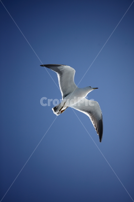 갈매기,바다새,대형조류,commongull,mewgull,laruscrassirostris,괭이갈매기,동물,animal,조류,새,birds