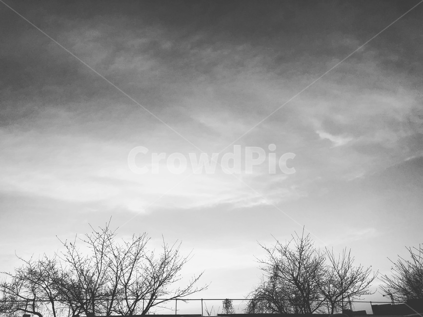 하늘,나무,흑백,구름,sky,자연,풍경,nature,landscape,흑백,모노톤,monochrome,black and white,weather,날씨
