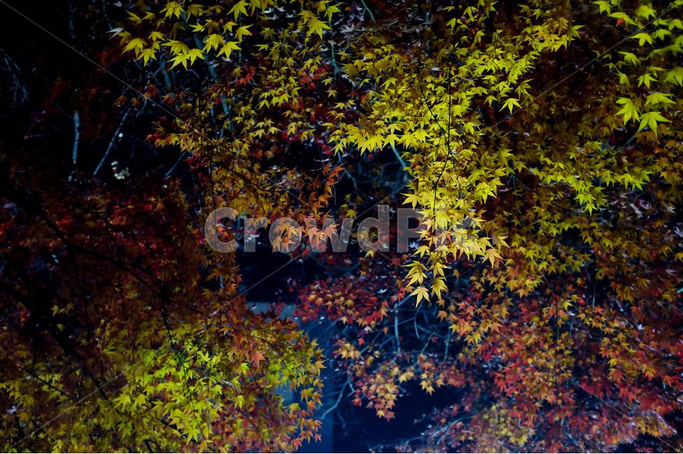 야경,단풍,가을,감성사진,꽃,가을,계절,fall,autumn,season,야경,밤,풍경,nightscape,night,landscape,plant,식물,leaf,잎,tree,나무