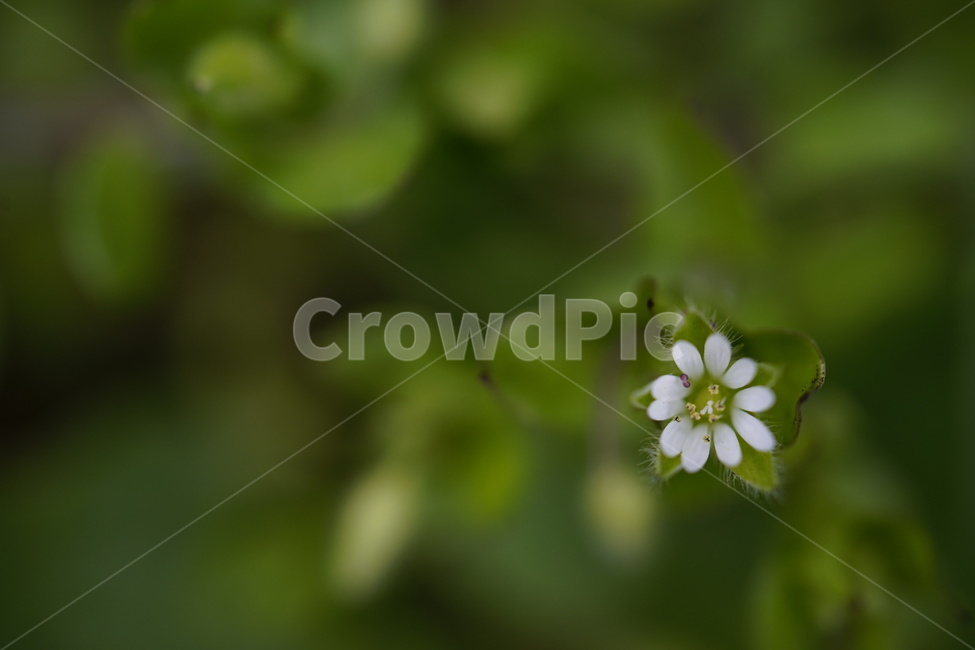 식물,plant,별꽃,꽃,flower,stellariamedia,식물,자연,plants,nature,꽃,flower