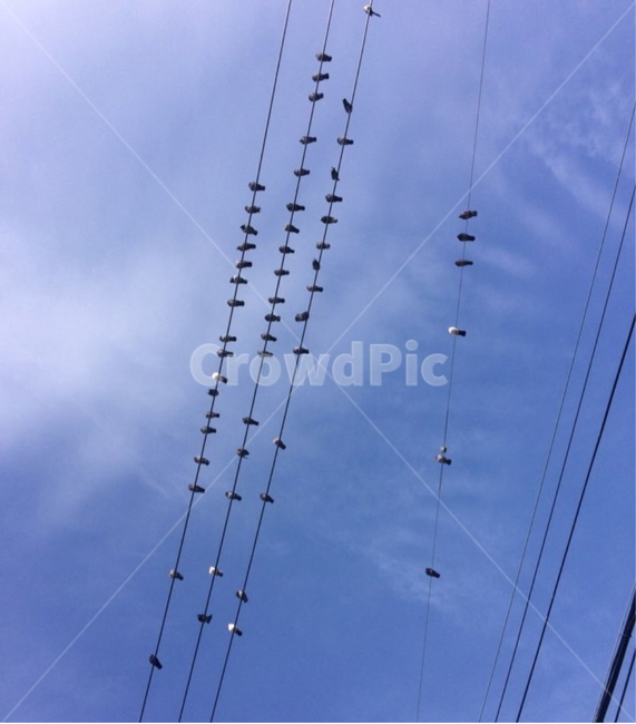 새,전깃줄,하늘,선,구름,새떼,파랑,bird,sky