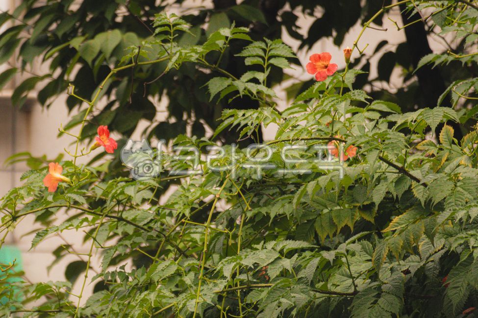 trumpetflower,능소화,여름꽃,꽃,flower,orangecolor,풀,자연,nature
