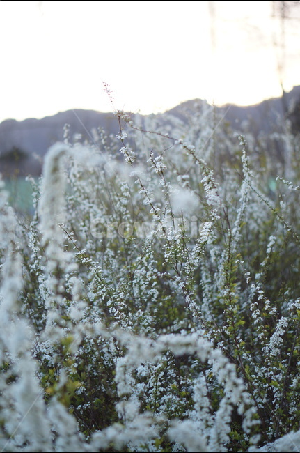 조팝나무,저녁때,흰색,나무,봄,싸리꽃,길가,봄,계절,spring,season,식물,자연,plants,nature,꽃,flower,outdoors,옥외,ice,빙,snow,눈,frost,서리