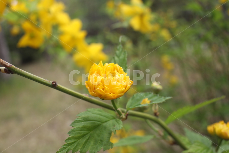 plant,식물,꽃,flower,yellow