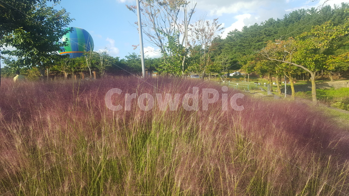 핑크뮬리,pinkmuhlygrass,pinkmuhly,봄,spring,season,계절,예쁜배경,자연환경,자연,nature