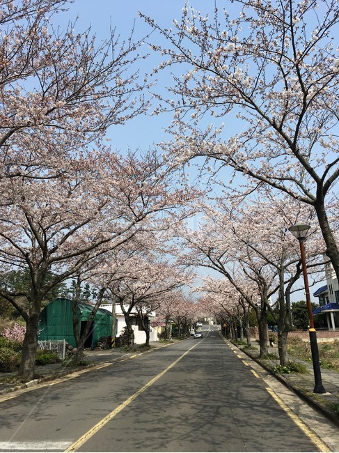 제주도,벚꽃,예래동,왕벚꽃,아름다운길,봄,계절,spring,season,plant,식물
