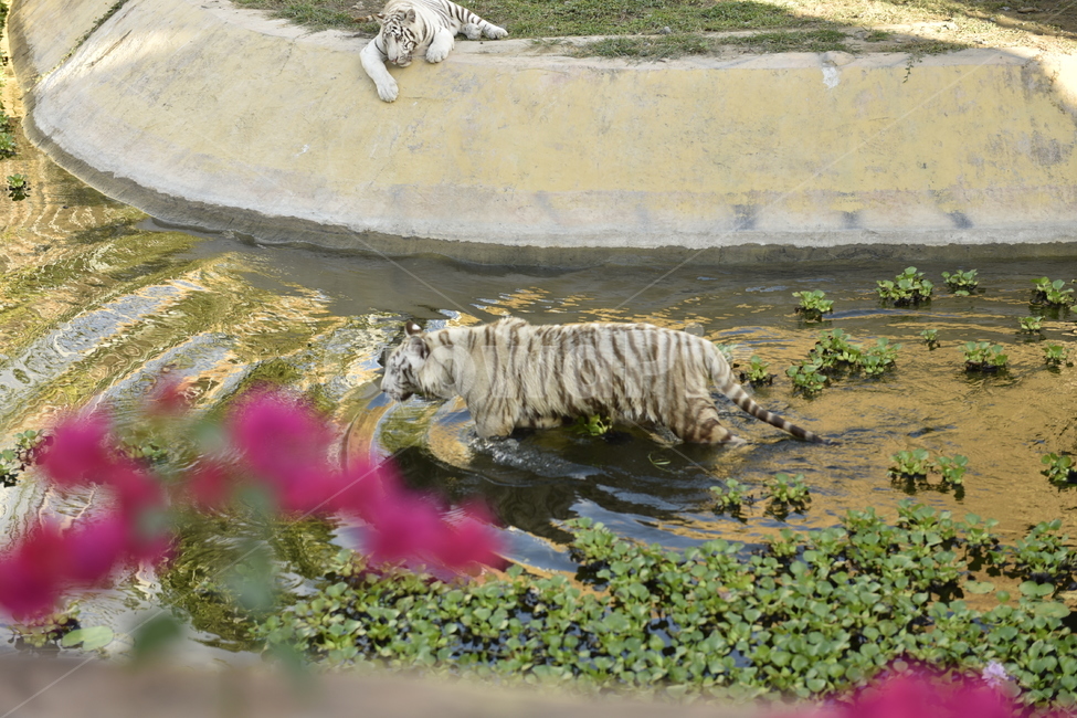 wildlife,tiger,mammal,plant,호랑이,동물,animal,포유류,mammal