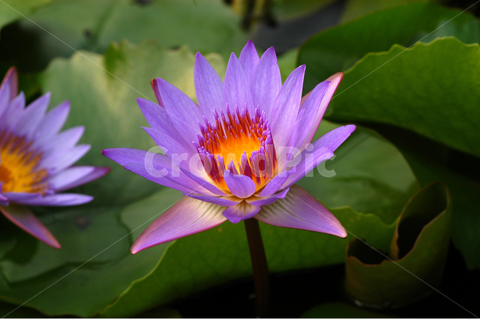 수련,연꽃,연잎,연못,꽃,플라워,식물,자연,한송이,꽃잎,식물,자연,plants,nature,꽃,flower