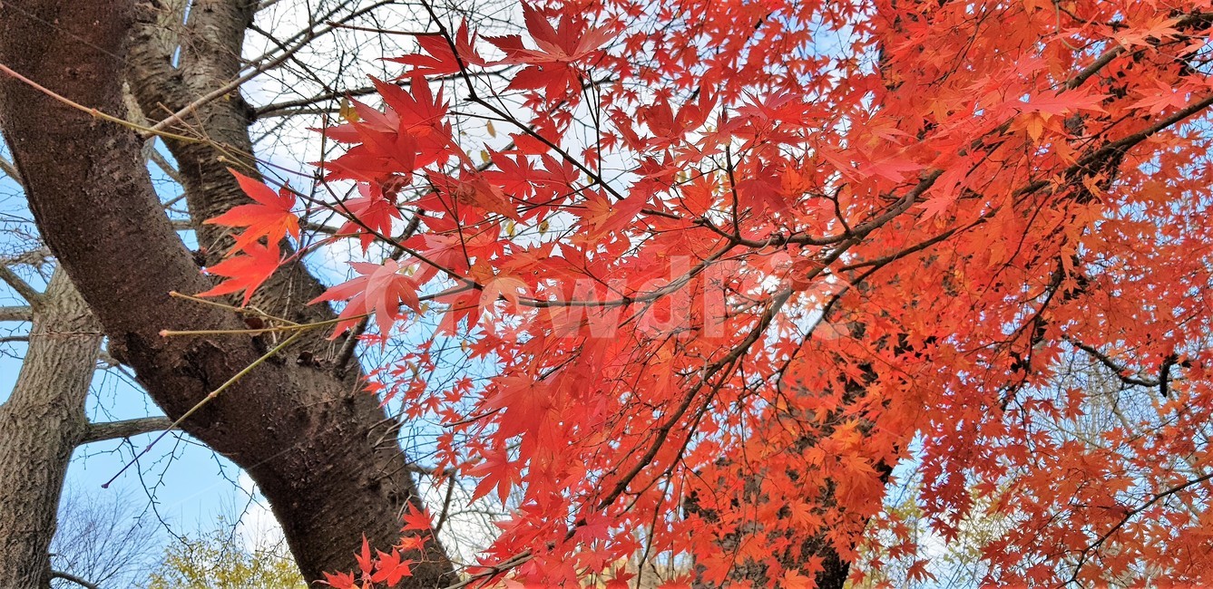 가을,나무,단풍,자연,계절,붉은색,red,tree,fall,nature,autumn,가을,계절,fall,autumn,season,식물,자연,plants,nature,나무,trees,wood,plant,leaf,잎,maple