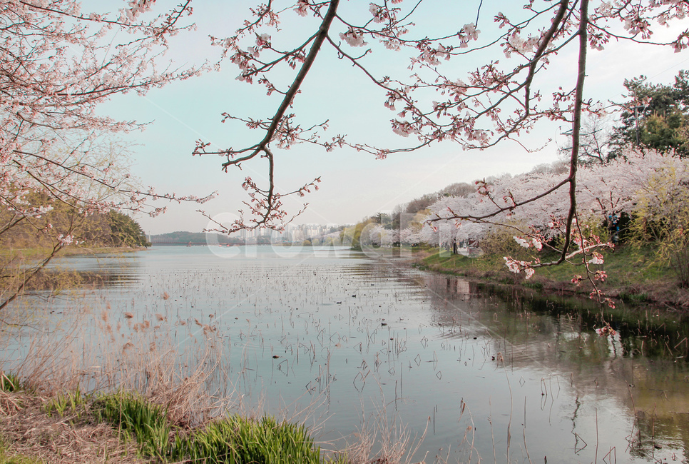 벚꽃,blossom,꽃,flower,cheeryblossom,자연,nature,flowers,풍경,강,호수,outdoors,봄,계절,spring,season