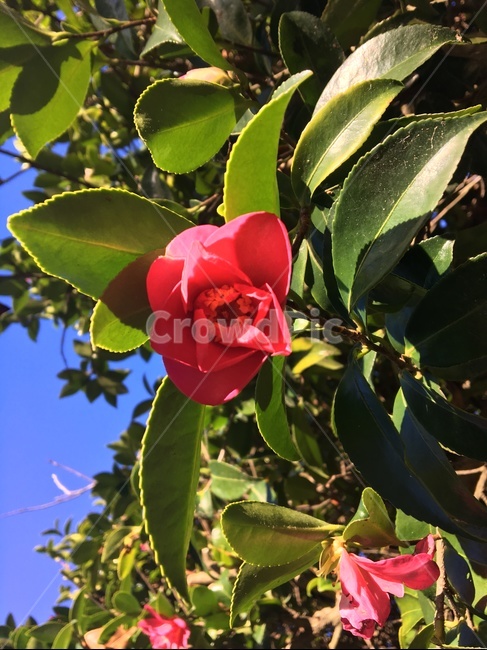 자연,하늘,장미,꽃,식물,plant,flower,blossom,leaf,rose