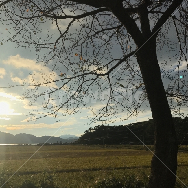 가을,하늘,나무,해,자연,시골,마을,풍경,landscape,country,rural,town,식물,자연,plants,nature,나무,trees,wood