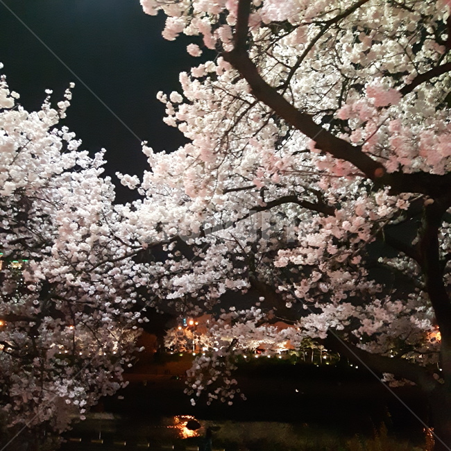 야경,벚꽃,무심천,봄,꽃,봄,계절,spring,season,야경,밤,풍경,nightscape,night,landscape,plant,식물,flower,blossom,cherry blossom
