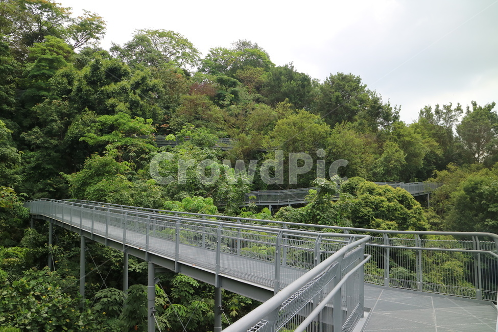 다리,자연,풍경,숲,하늘,숲속,길,산책,nature,싱가폴,싱가포르,자연,풍경,nature,landscape,handrail,난간,banister,railing,bridge,building,건물