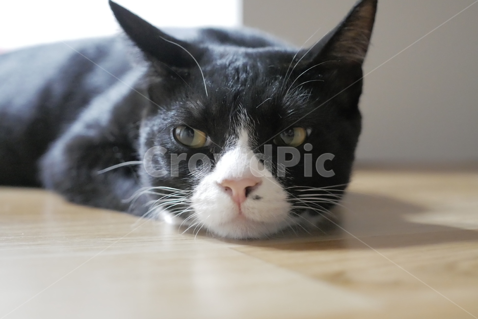 고양이,개냥이,동물,표정,얼굴,귀여운,동물,animal,포유류,mammal,고양이,cat,kitten,kitty