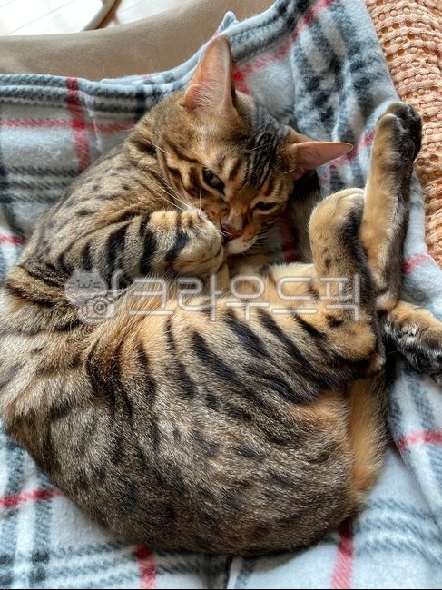 고양이,벵갈고양이,뱅갈고양이,bengalcat,cat,animal,pet,반려동물,애완동물,동물