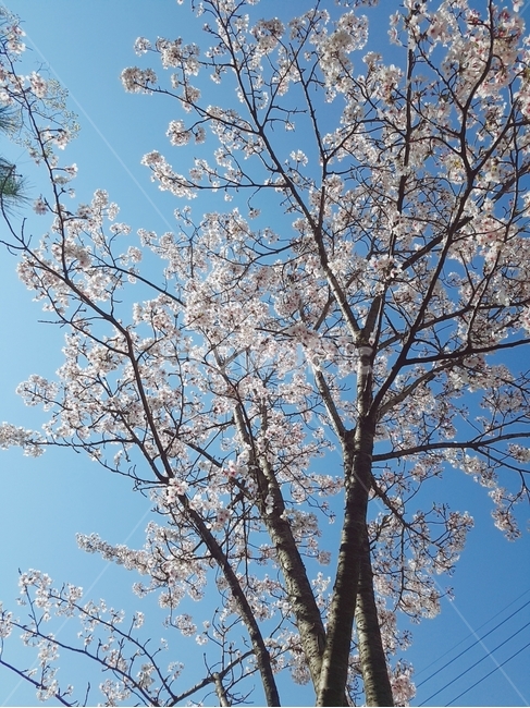 벚꽃,봄,분홍,벚나무,식물