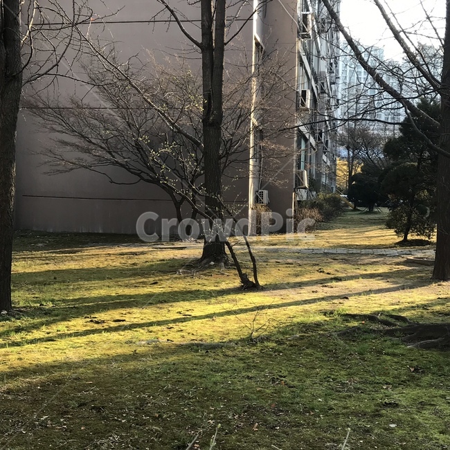 풍경,들판,겨울,겨울나무,햇빛