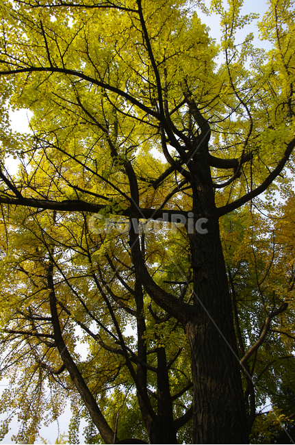 가을,단풍,나무,식물,plant,자연,nature,가을,계절,fall,autumn,season,식물,자연,plants,nature,나무,trees,wood,tree,tree trunk,나무 줄기