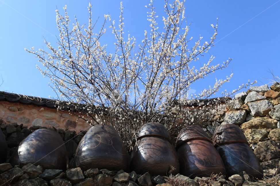 봄,봄꽃,장독대,매화,장독대와매화꽃,매화꽃,봄,계절,spring,season,한국전통,한국문화,korean traditional,korean culture,사물,물건,오브젝트,thing,object,matter