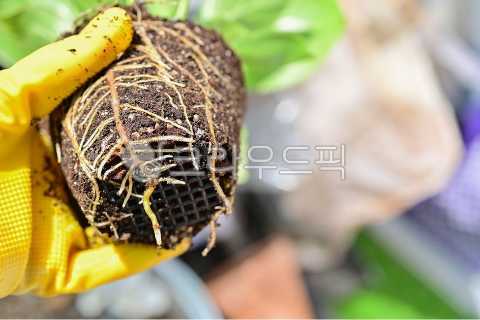 companion plant,pot,repot,root,plant,soil,repotting