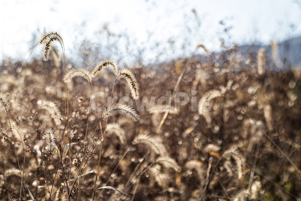 강아지풀,자연,겨울,잎,풍경,가을,계절,fall,autumn,season