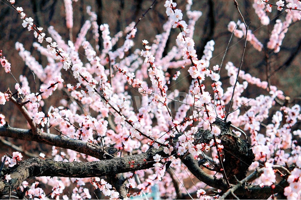 풍경벚꽃,봄감성,감성,배경,웹,봄,계절,spring,season,식물,자연,plants,nature,꽃,flower,plant,cherry blossom,벚꽃,blossom