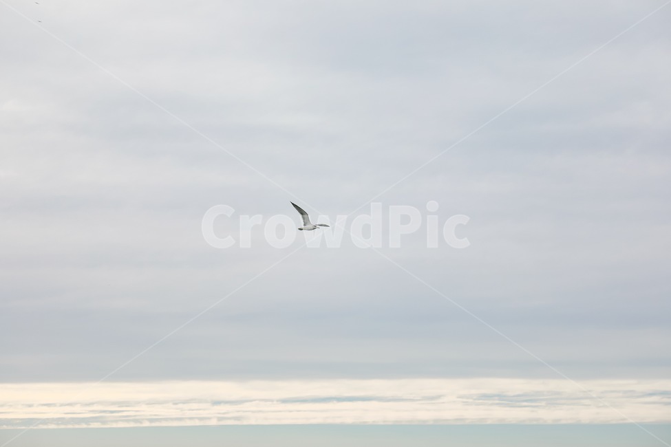 갈매기,하늘,동물,기러기,구름