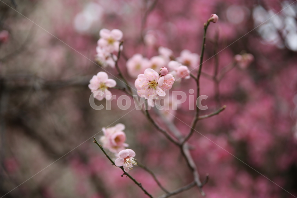 봄,매화,분홍,아름다움,꽃,꽃봉오리,꽃봉우리,봄,계절,spring,season,식물,자연,plants,nature,꽃,flower,plant,blossom